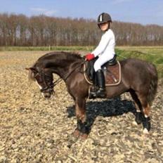 Welsh Pony (sec B) Silver A-pony