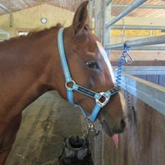 Anden særlig race Cherie <3