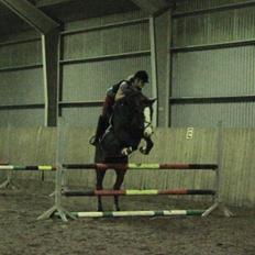 Westfaler Coloured Girl