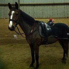 Holstener Landlyst Lámie