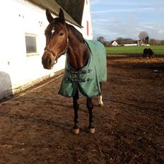 Anden særlig race Siegård's Jolie Marie
