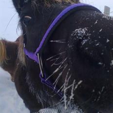 Anden særlig race Mithel