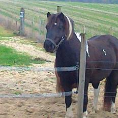 Anden særlig race Mithel