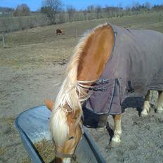 Haflinger Tarzan