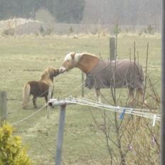 Haflinger Tarzan