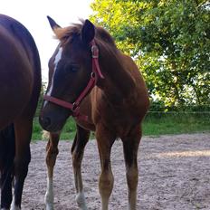 DSP Keilow's I'm Alive  (Liv)