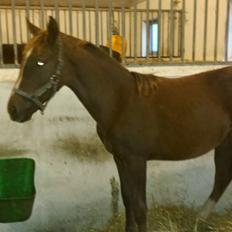 DSP Keilow's I'm Alive  (Liv)