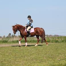 Palomino Golden Pegasus Cassiopeia