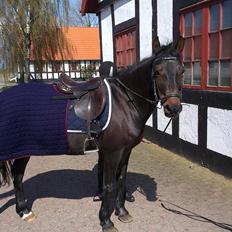 New Forest Jesti pickwick