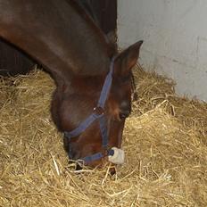 Anden særlig race ~ Jarl 