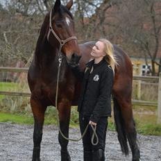 Dansk Varmblod Kunzen (Kenzo)