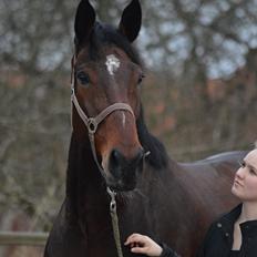 Dansk Varmblod Kunzen (Kenzo)