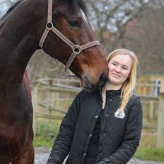 Dansk Varmblod Kunzen (Kenzo)