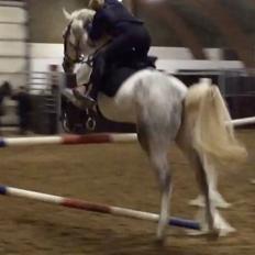 Dansk Varmblod Quickstep