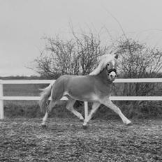Haflinger norway