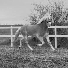Haflinger norway