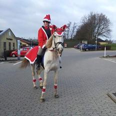 Shagya Araber (SH) Butterhills Khandiz (ejer)