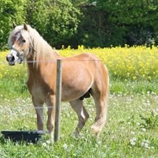 Haflinger norway