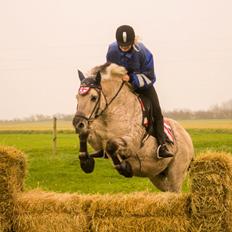 Fjordhest Musti tyler