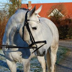 Anden særlig race Whitney