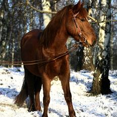 Anden særlig race | Galina Desire