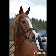 Dansk Varmblod Le`Qua 