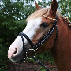 Anden særlig race Lac Lemon Lakriz ( soulmate)