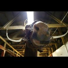 Anden særlig race Lac Lemon Lakriz ( soulmate)