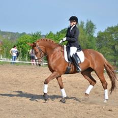 Dansk Varmblod Le`Qua 