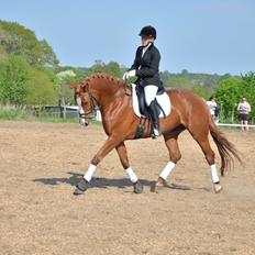 Dansk Varmblod Le`Qua 