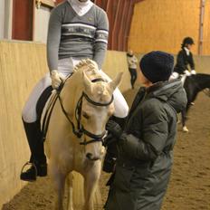 Hollandsk Sportspony High Flown`s Brittany Gold