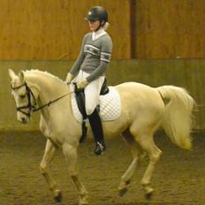 Hollandsk Sportspony High Flown`s Brittany Gold