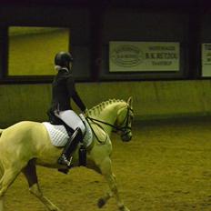 Hollandsk Sportspony High Flown`s Brittany Gold