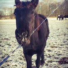 Tobiano Friesian Skovbjergaards Elvis 