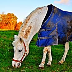 Anden særlig race Samson