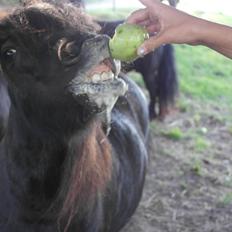 Shetlænder Solbjergs Bonnie