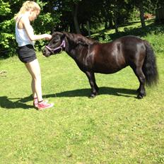 Shetlænder Solbjergs Bonnie