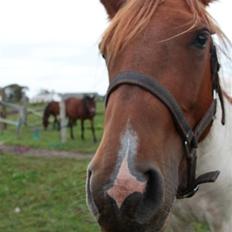 Anden særlig race Højersmindes Dancer