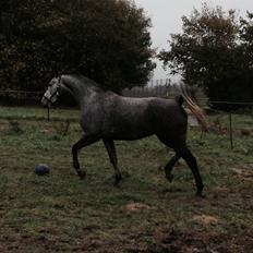 Dansk Varmblod Herslev Mark's Chanell