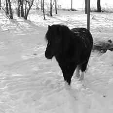Shetlænder Moon Walker.