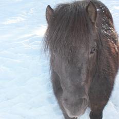 Shetlænder Moon Walker.