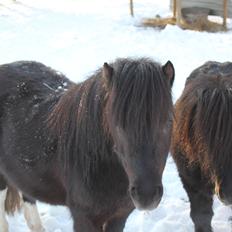 Shetlænder Moon Walker.