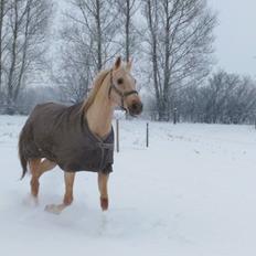 Palomino Golden Fashion