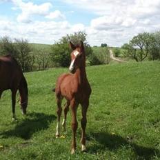 Dansk Varmblod Era Picture - Perfect