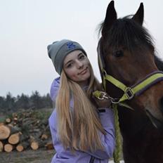 New Forest Angelina Bay -Drømmeponyen-