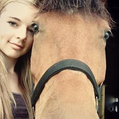 New Forest Angelina Bay -Drømmeponyen-