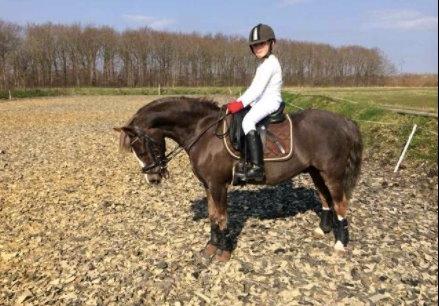 Welsh Pony (sec B) Silver A-pony - Silvers dejlige nye ejer. Håber det bedste for jer :D billede 3