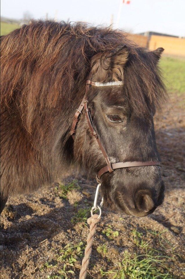 Shetlænder Lykkebjergs Pauline billede 10