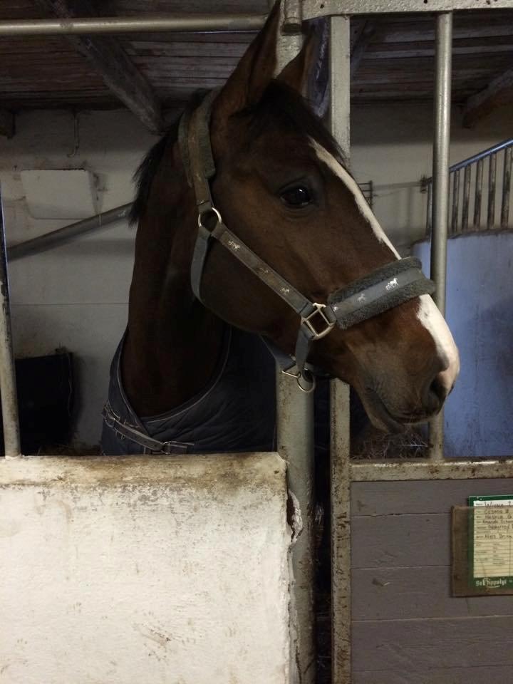 Holstener Wivara II billede 7