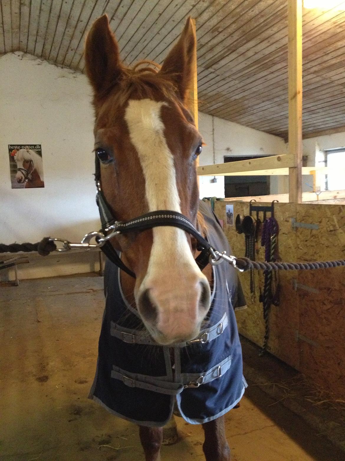 Anden særlig race Cherie <3 billede 1